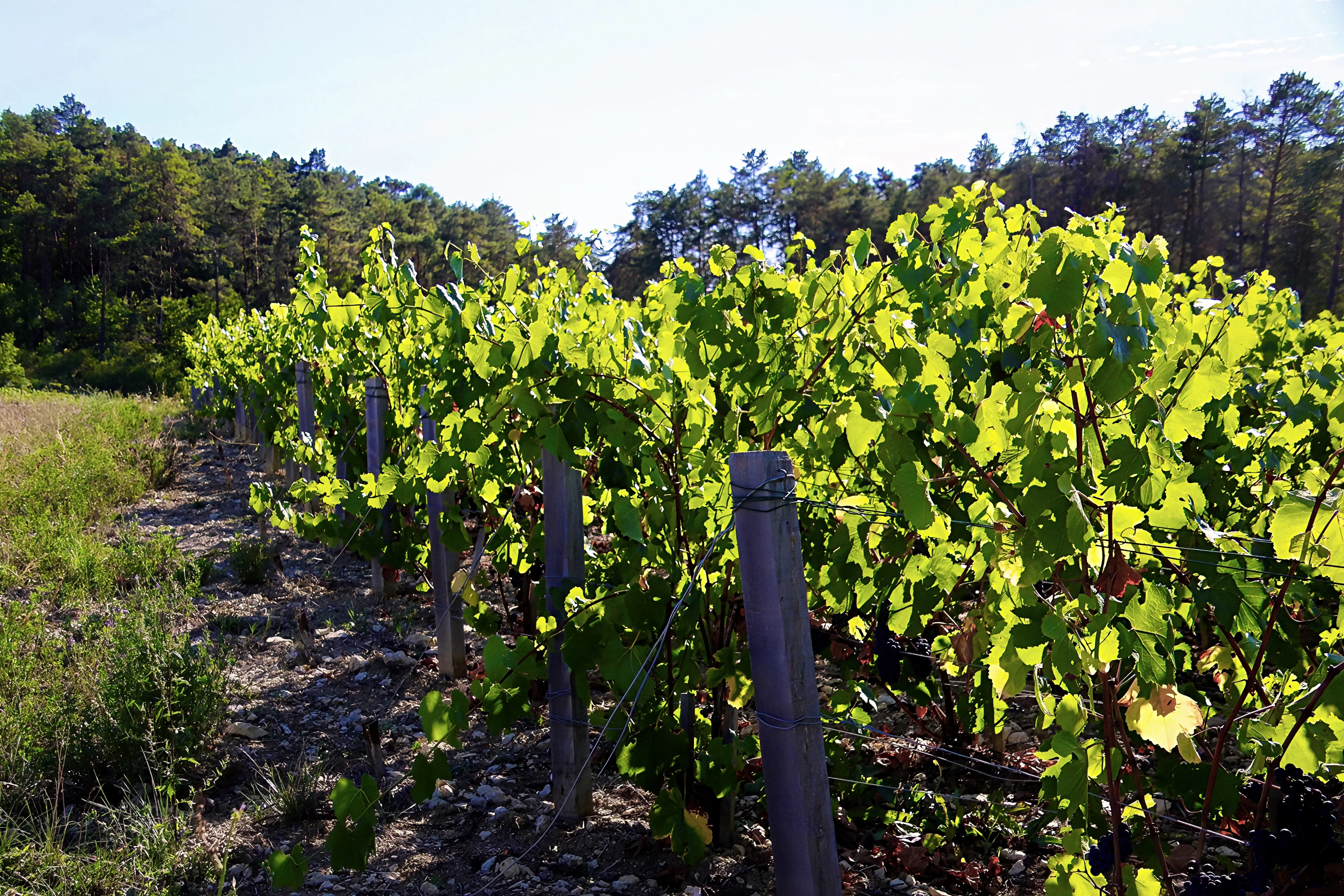 lights in the vines