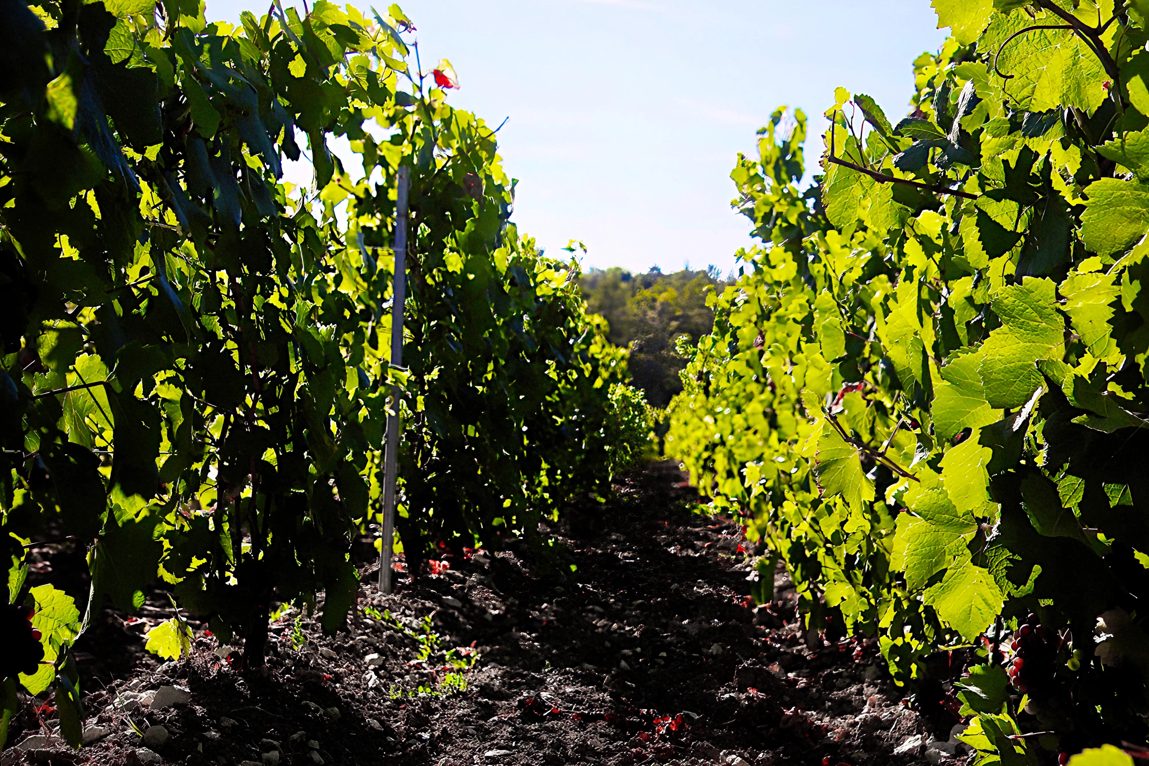 shadows in vineyard
