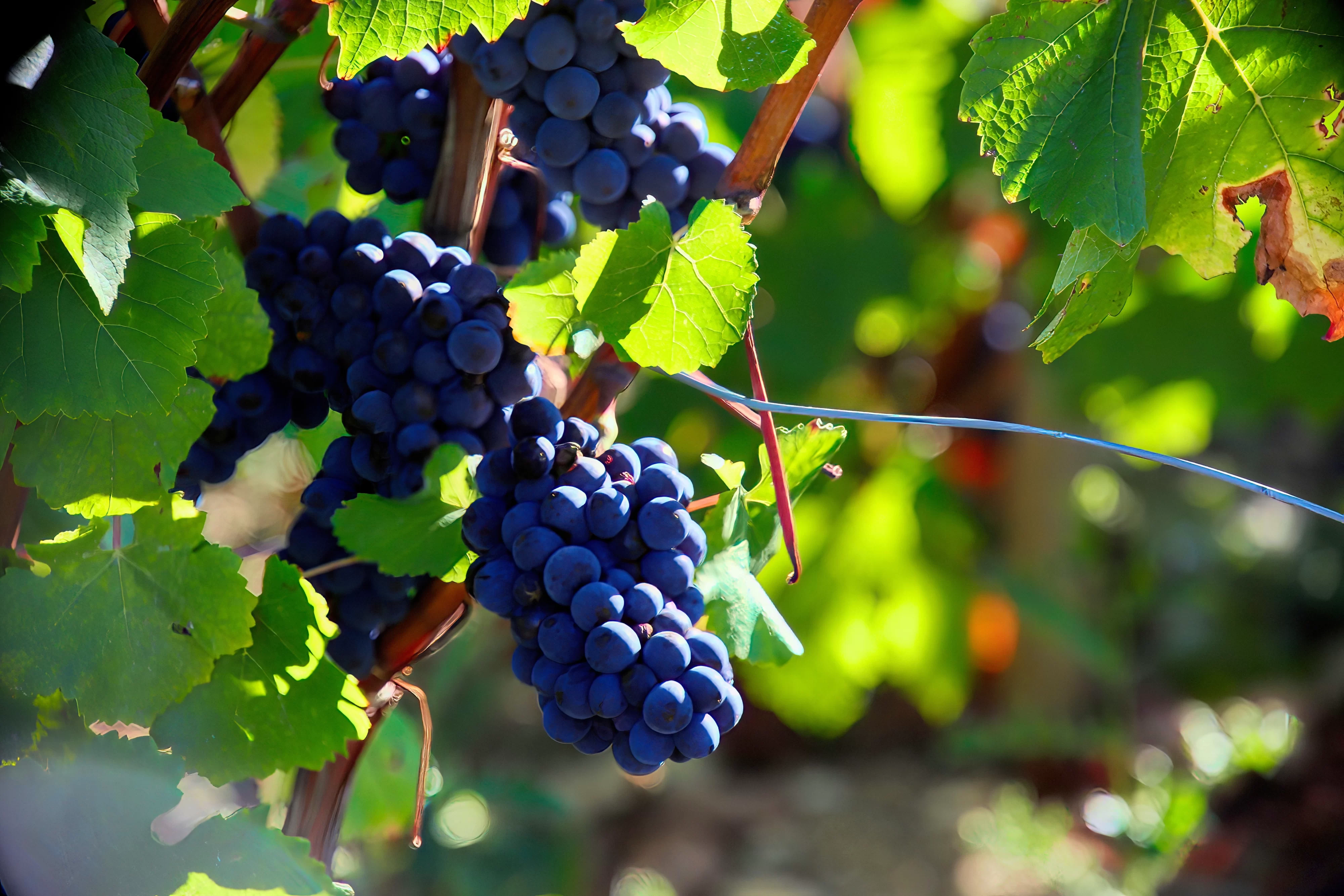 Grapes