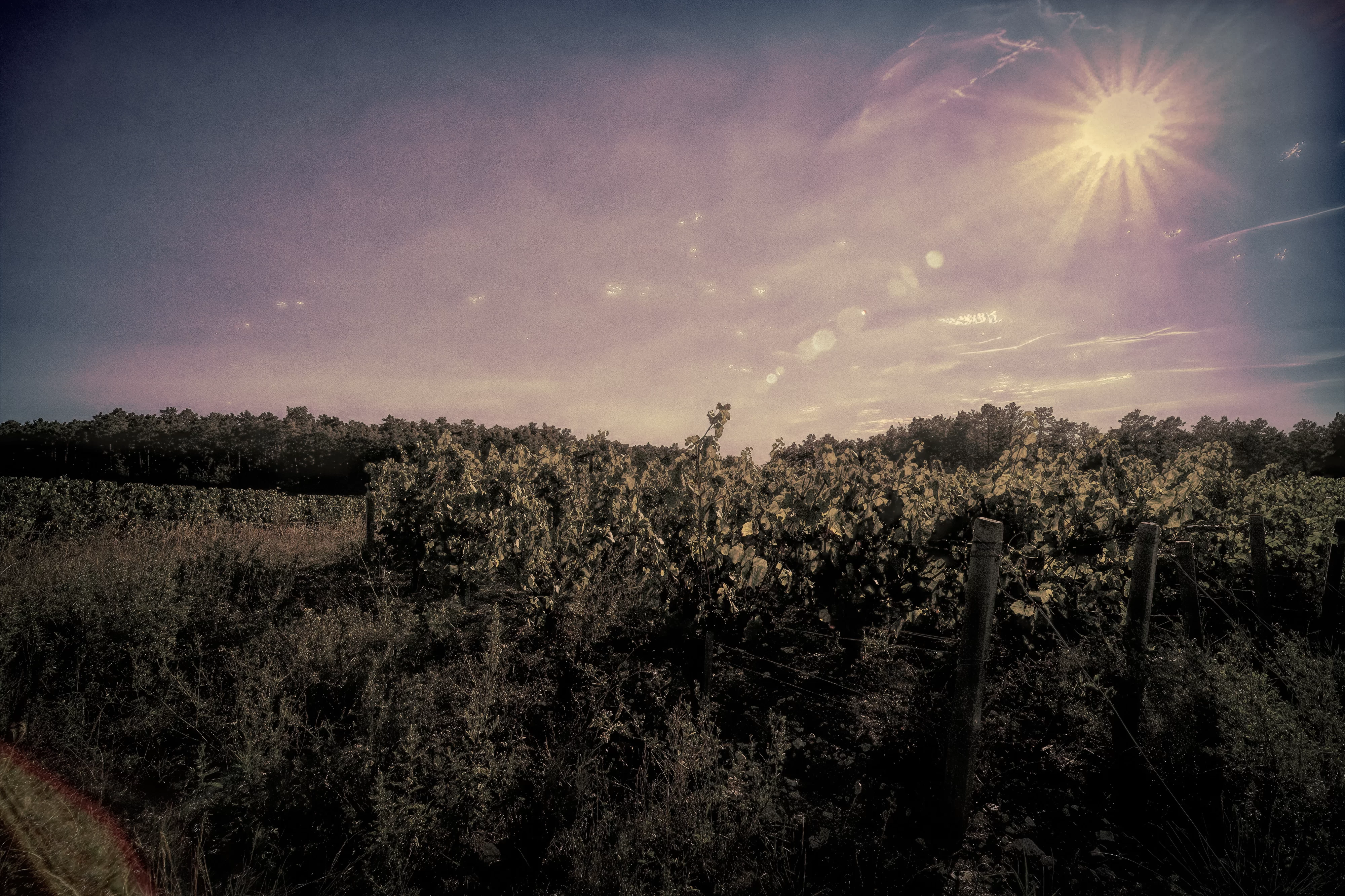 Sunshine on vineyard