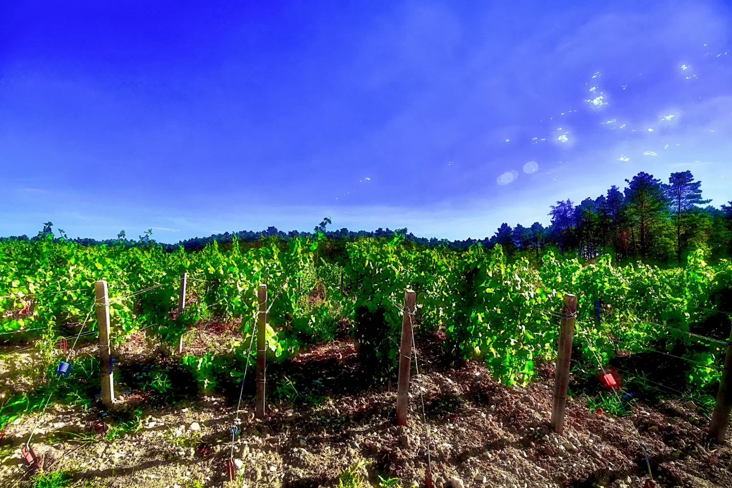 Courteron - champagne Reaut