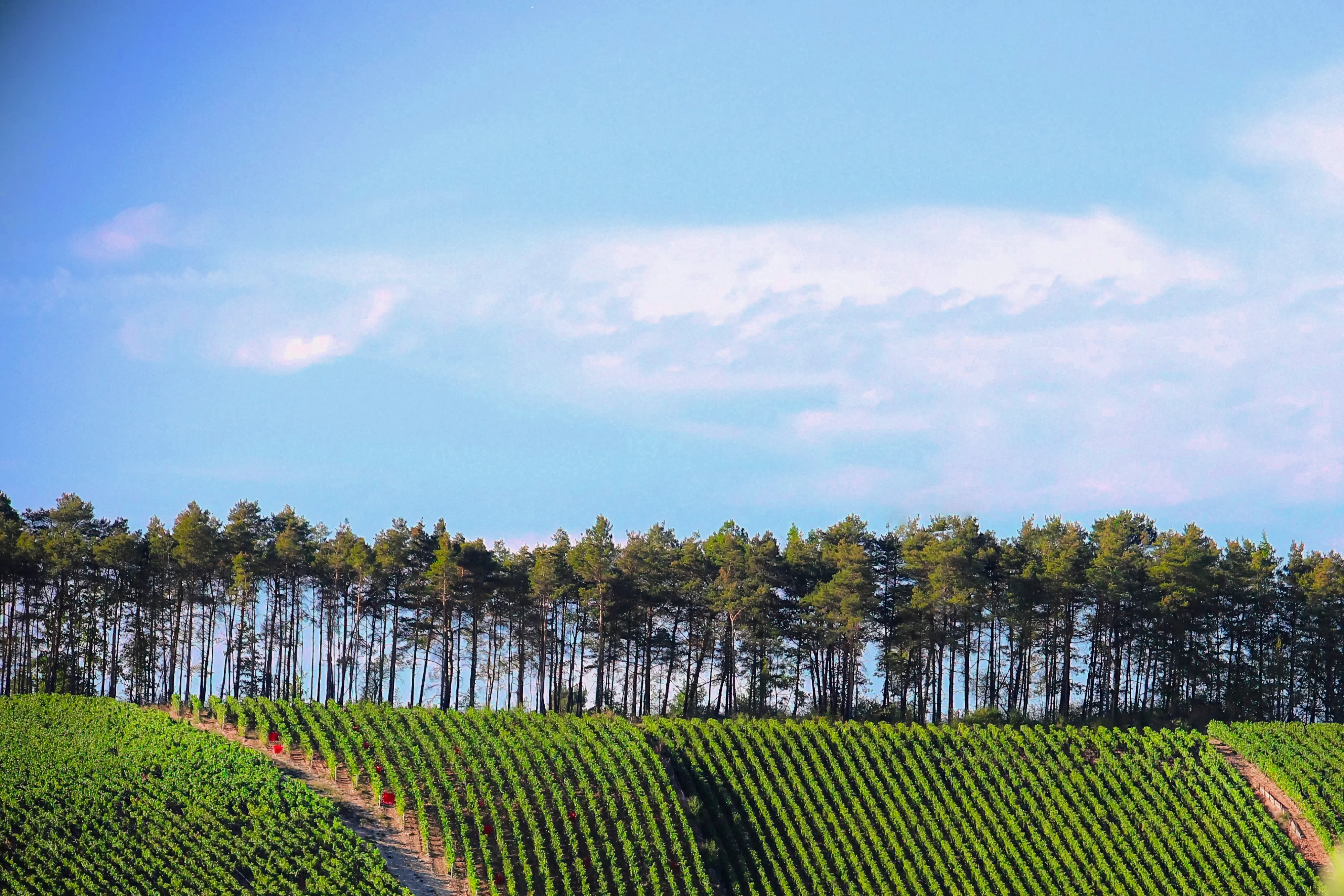 geometry of vines