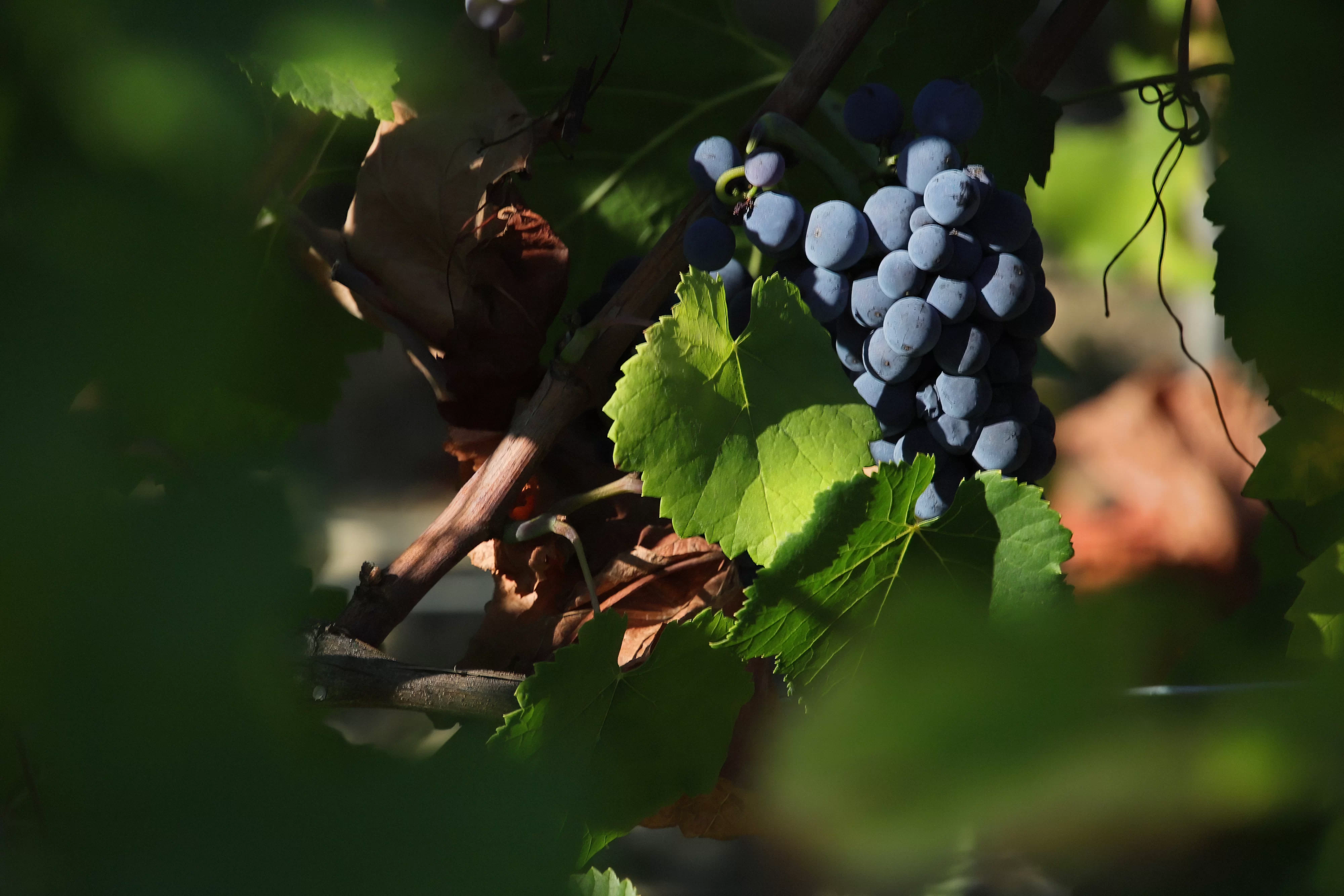 Red grapes